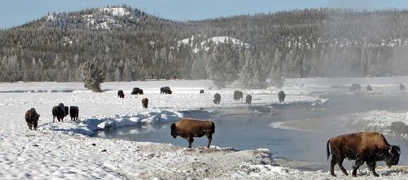 Buffalo at a watering hole in Yellowstone